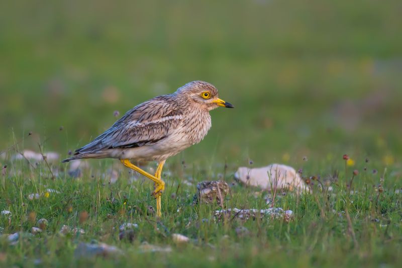 Burhinus oedicnemusphoto preview