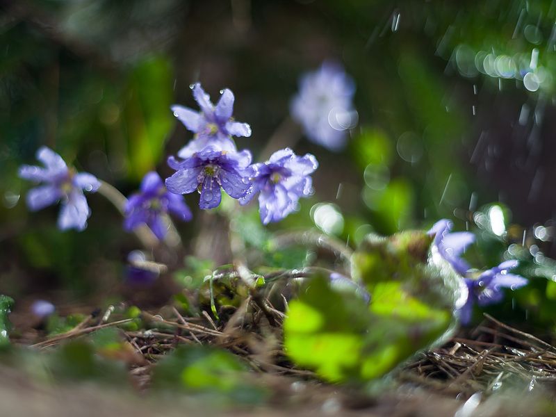 цветы, первоцветы, весна Печёночницаphoto preview