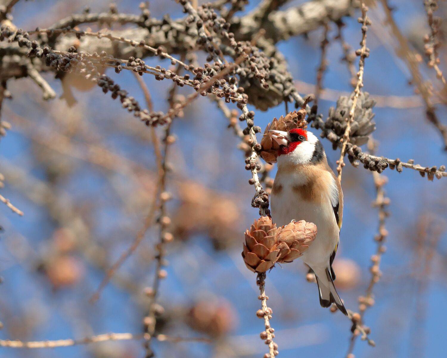 Щегол черноголовый. Автор: Титов Александр птицы, природа, весна, щегол, ветви, яркий, Титов Александр