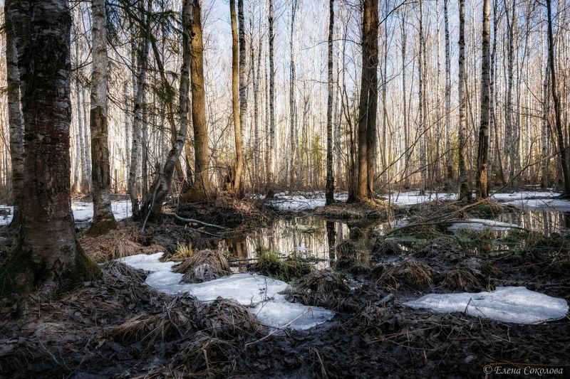 болото, весна, половодье, вода, снег, пейзаж, лес Весеннее половодьеphoto preview