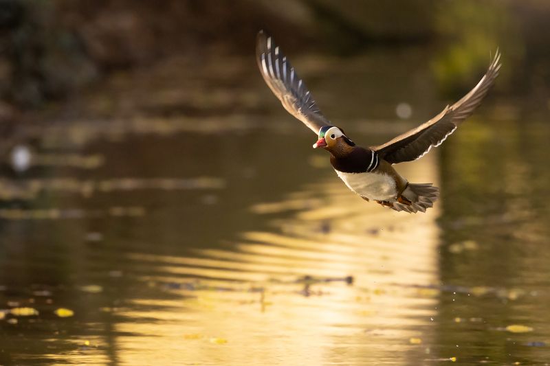 Mandarin duckphoto preview
