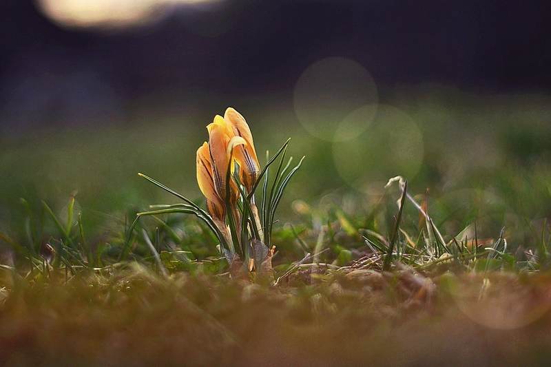 Flowers*photo preview