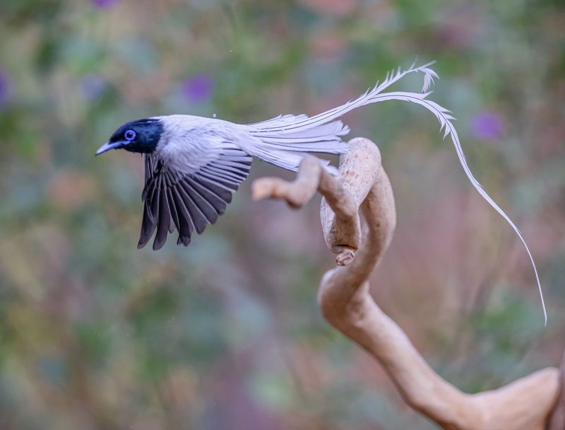 Freedom photo preview