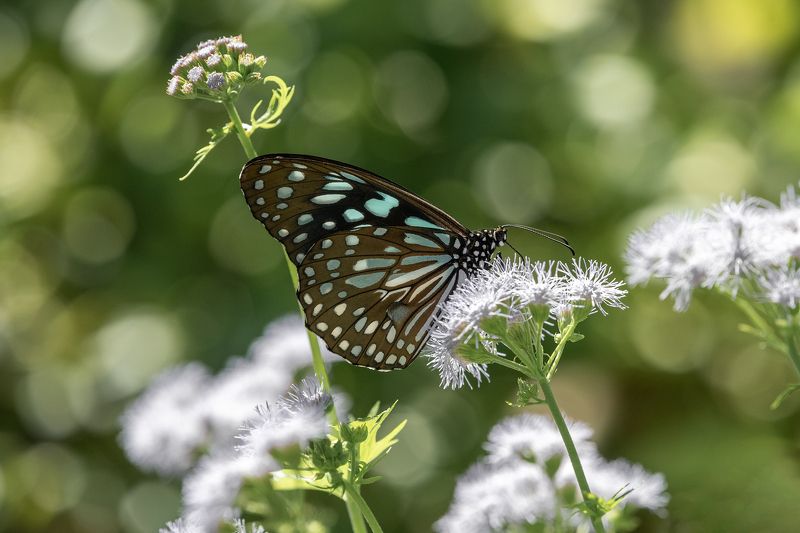 butterfly photo preview
