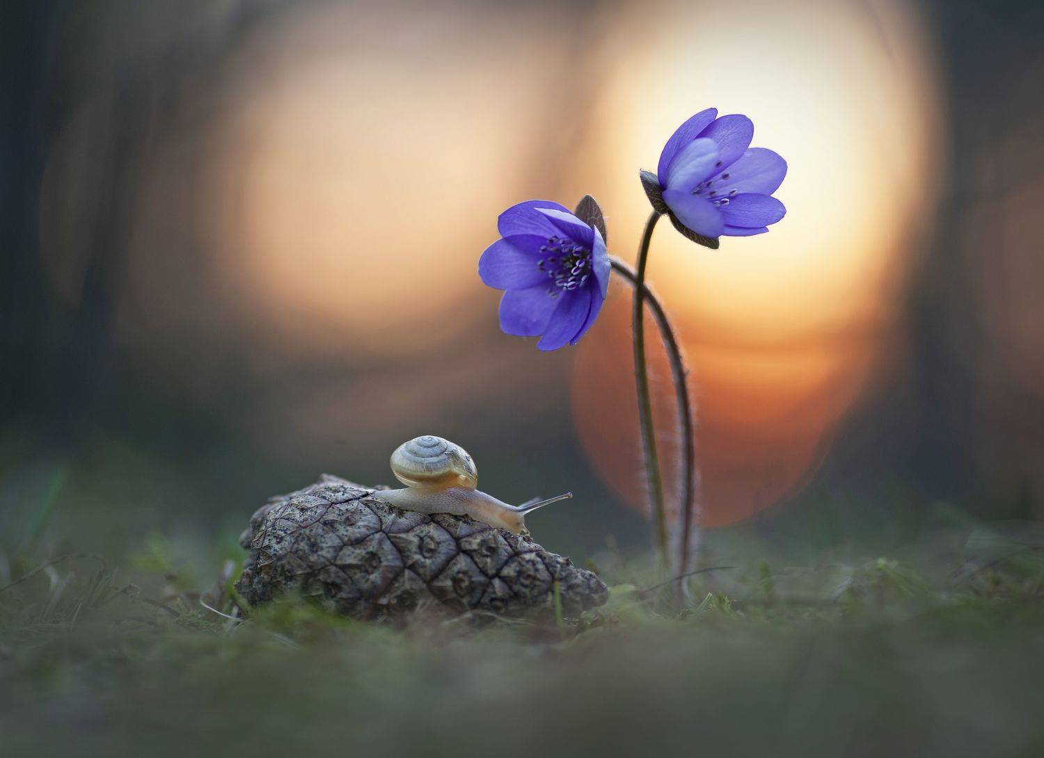 закат, улитка, макро, перелеска, Александр Гвоздь