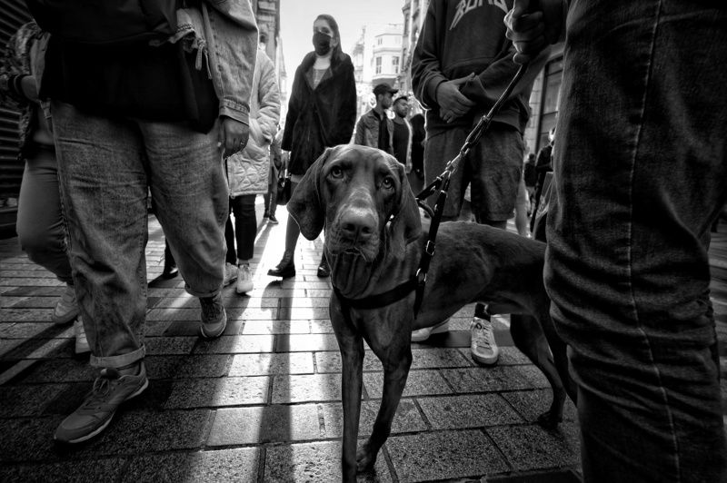 street, bnw Dogphoto preview