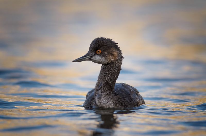 Podiceps nigricollisphoto preview