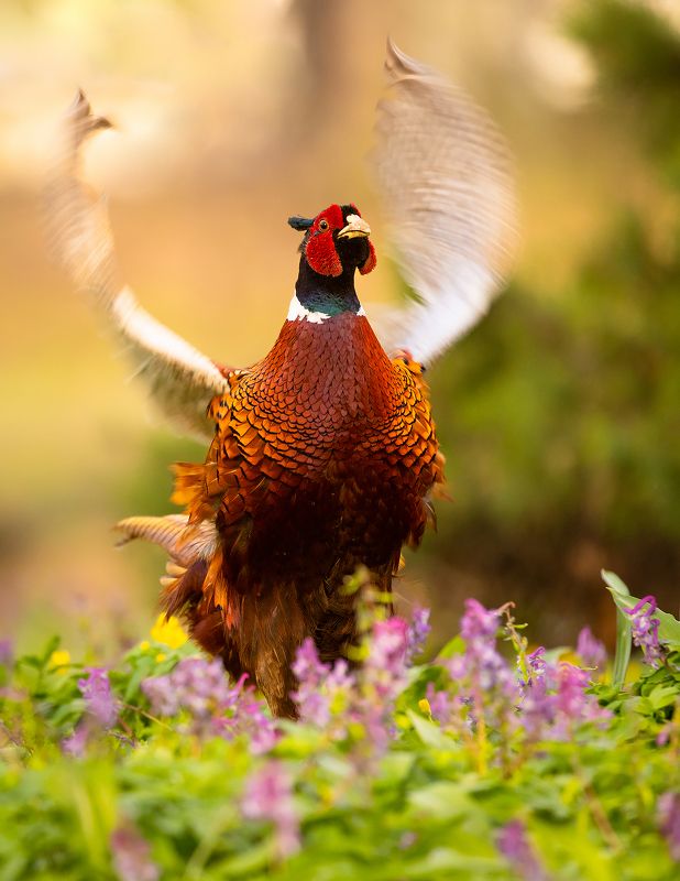 Pheasantphoto preview