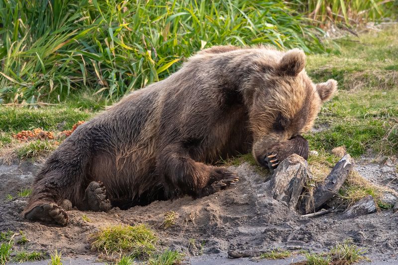 Утомлённый солнцемphoto preview