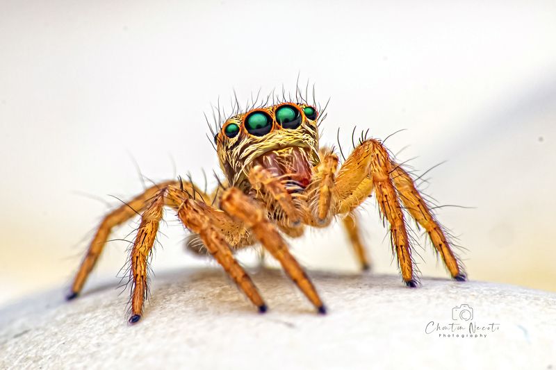 jumping, spider, eyes, macro, light, focus, small, animal, nature, natural, stock, beauty, beautiful, outdoor, garden Jumping spiderphoto preview