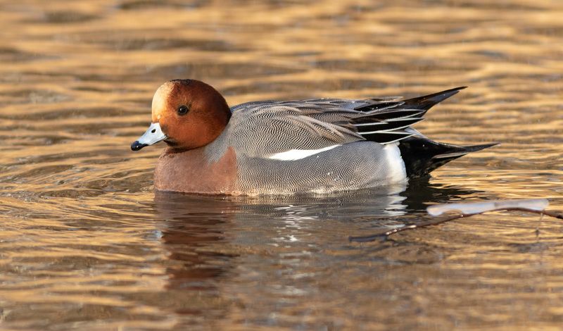утка, фотоохота, водоплавающие, свиязь, животные, duck, Свиязьphoto preview