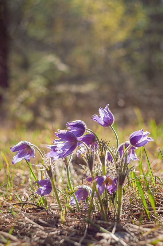 Прострелphoto preview