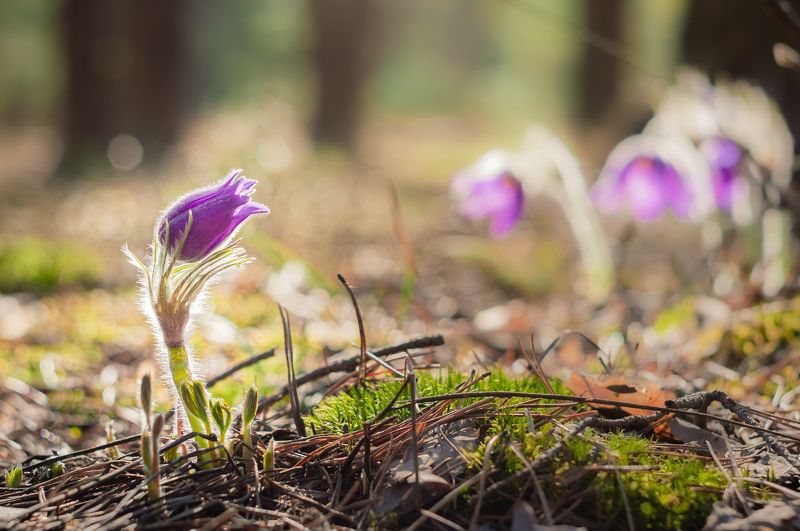 Прострелphoto preview