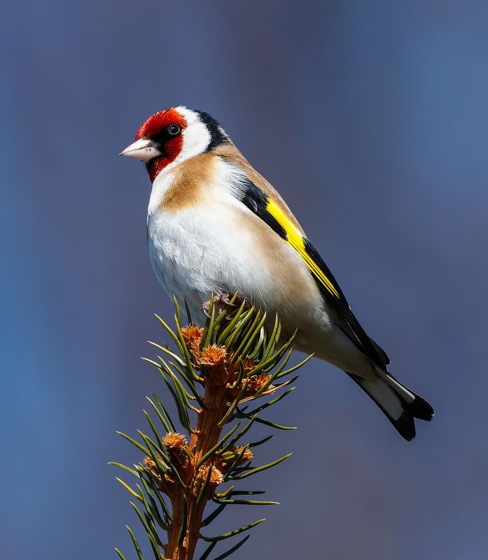 птицы, щегол, природа Черноголовый щеголphoto preview