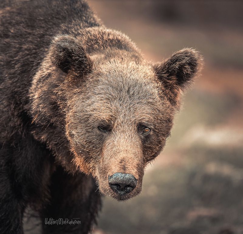 Я сказал, бочку мёда .... фото превью