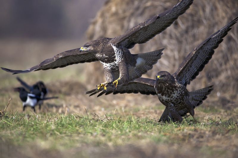 Buteo buteophoto preview