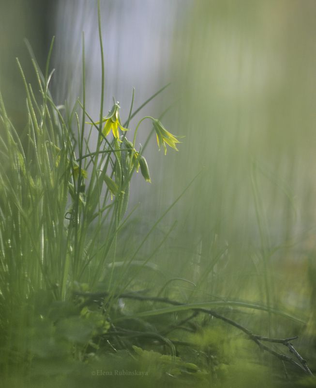 гусиный лук, первоцветы, цветы Гусиный лукphoto preview