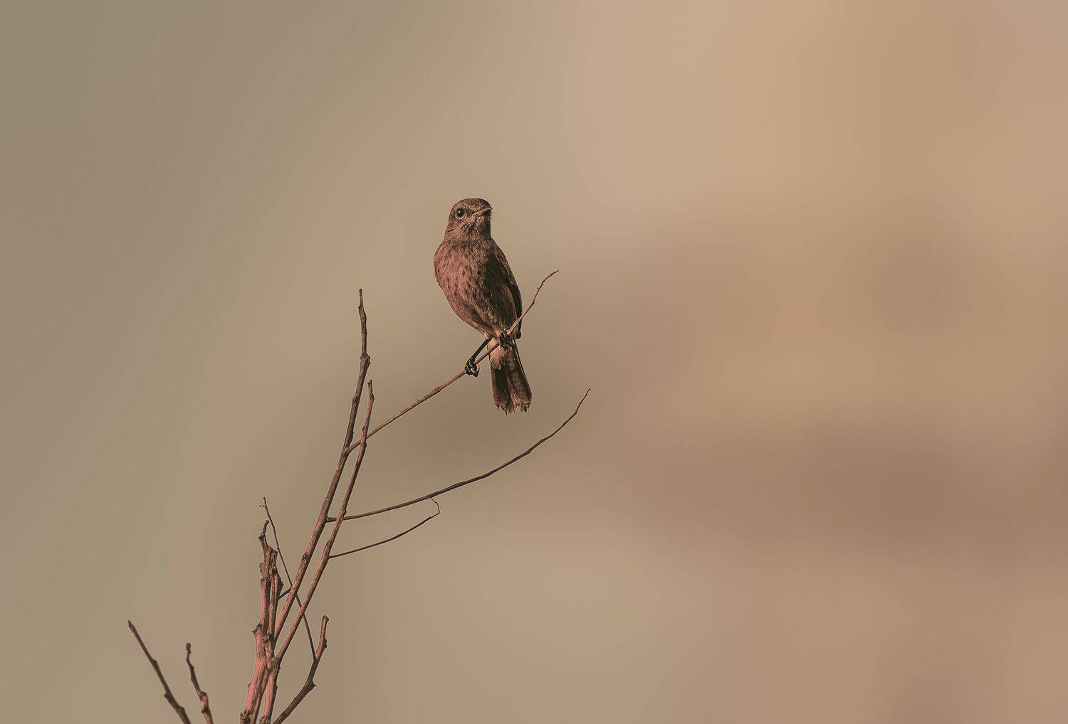 sunbird, bird, birds, wild, wings, beauty, nature, swan, feather, spread, little sparrow,animal,animals,nikon,tailorbird,portrait,eyes, G N RAJA
