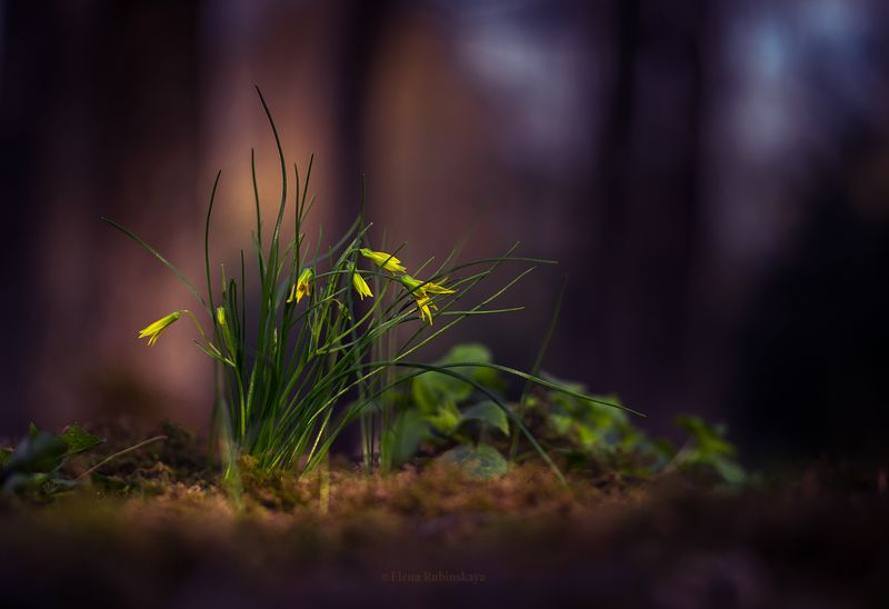 гусиный лук, первоцветы, цветы Гусиный лукphoto preview