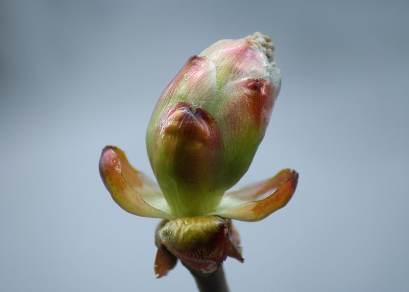 весна, деревья Весна!photo preview