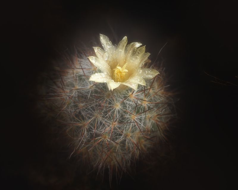 Цветок кактусаphoto preview