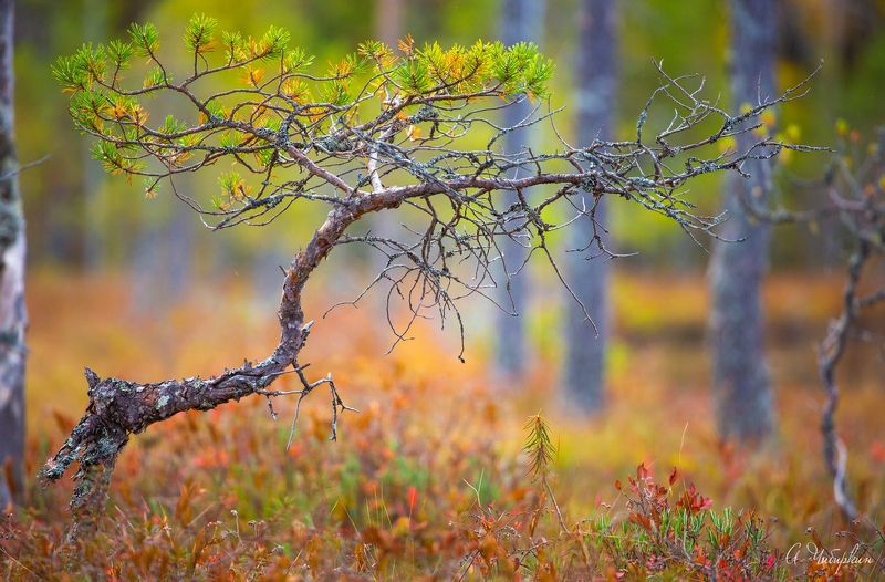 Карелия, север, Линдозеро, флора Бонсай севераphoto preview
