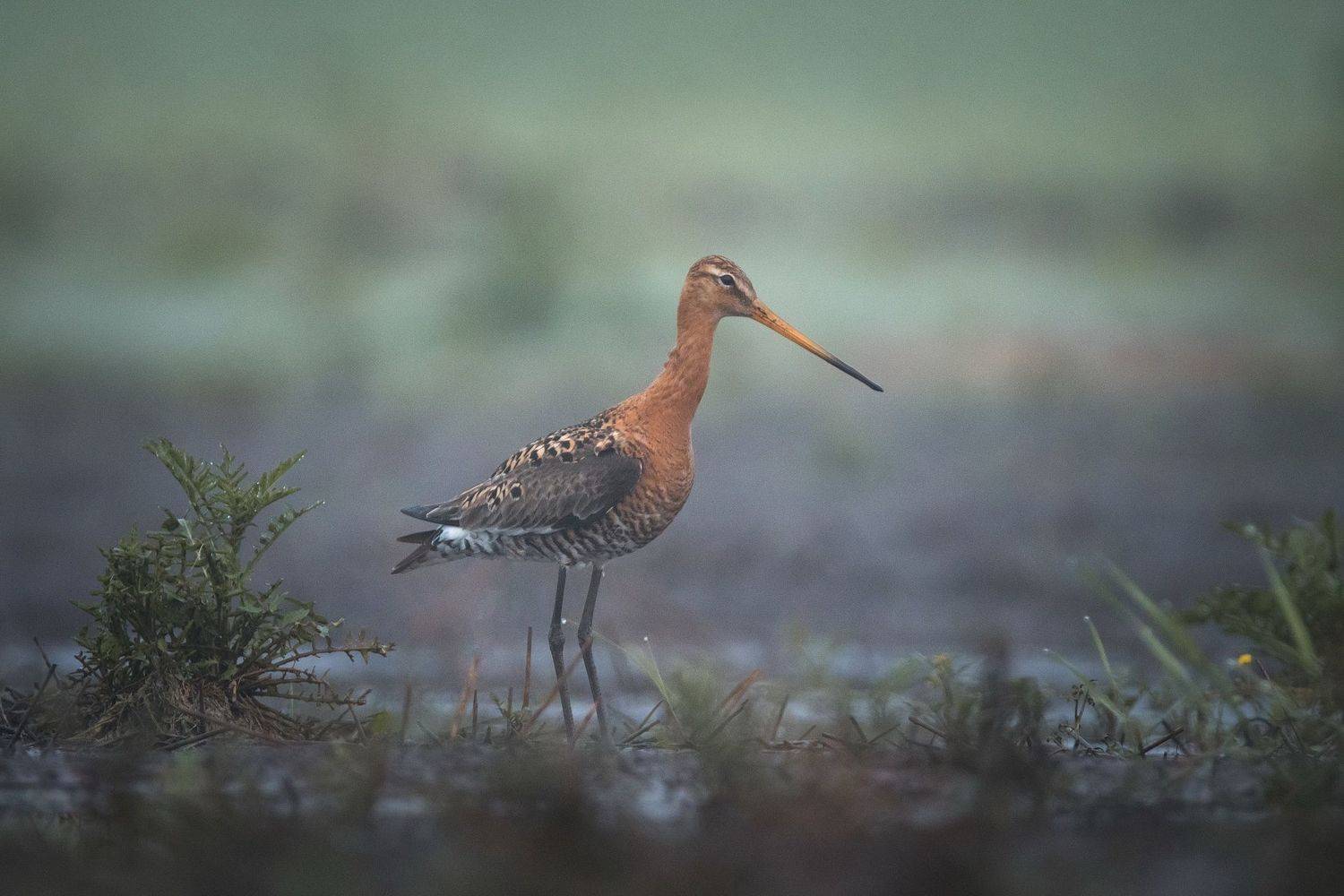 Большой веретенник. Автор: Дмитрий Вилюнов , Дмитрий Вилюнов