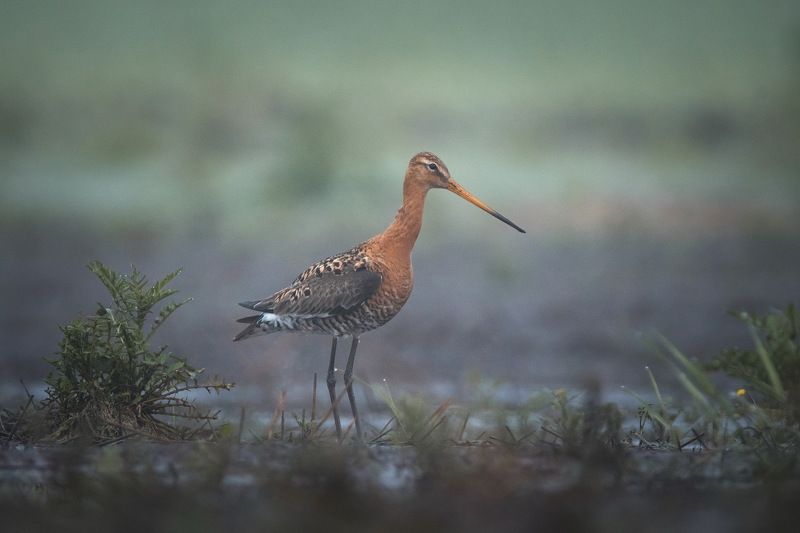 Большой веретенникphoto preview