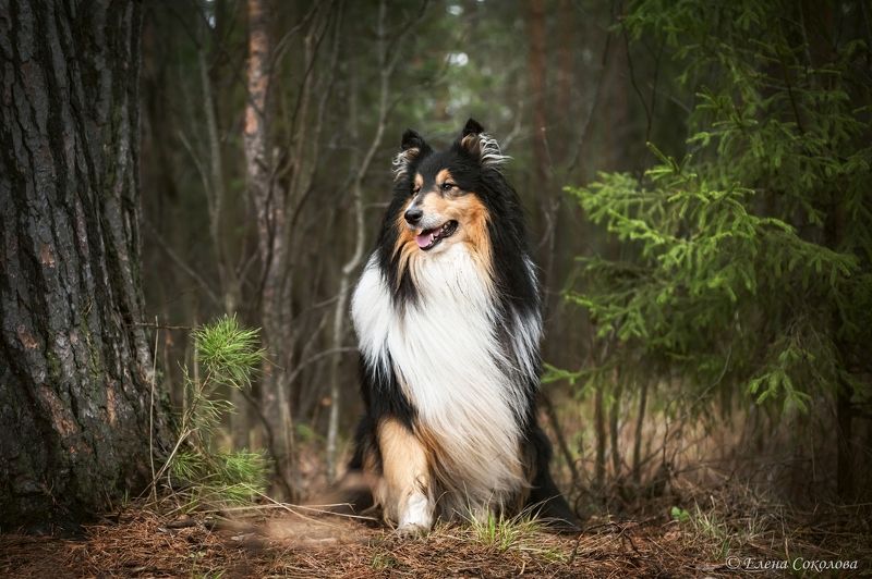колли, собака, лес, природа Чарлиphoto preview