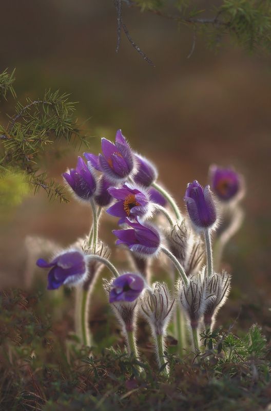 крым, севастополь, сонтрава, crimea, nature, терновка, челтер мармара, сон трава Лунатики;)photo preview