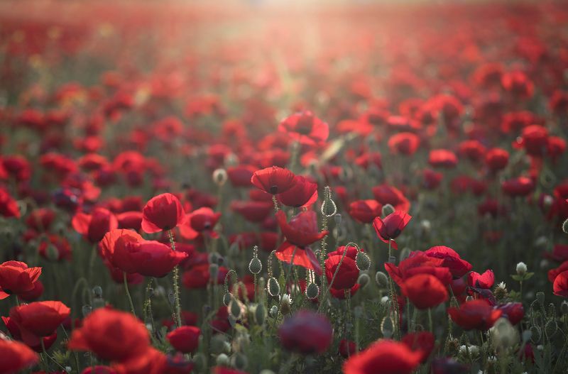 весенние анемоныphoto preview