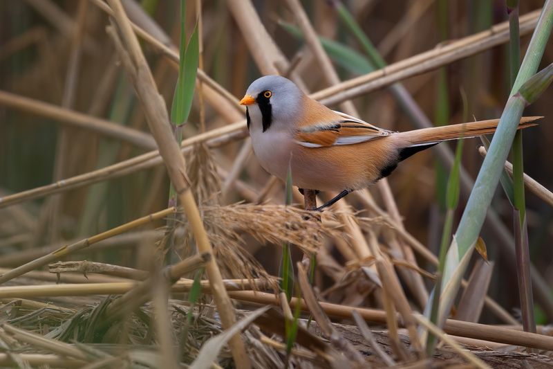 Усатая...photo preview