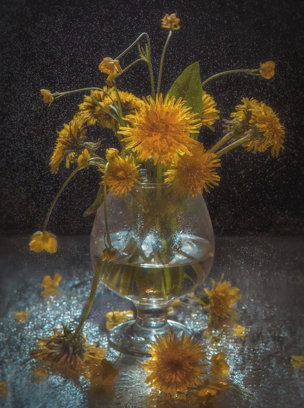 цветы,бокал,капли,одуванчики,тёмный Цветы солнцаphoto preview