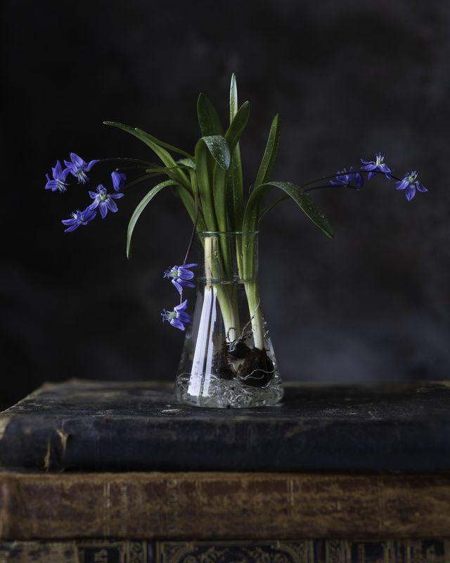 Сциллыphoto preview