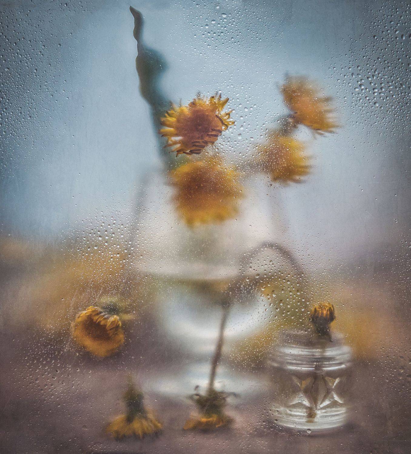 пасмурность,цветы,бокал,туман,роса,капли,баночка, Володин Владимир Владимирович