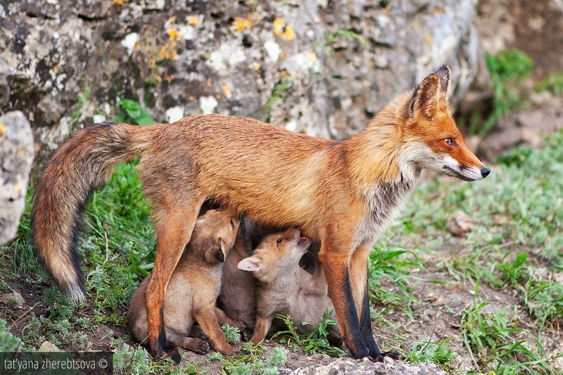 Лиса-героиняphoto preview