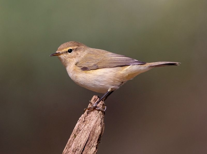пеночка, птица, птицы, фотоохота, московская область, пеночка-теньковка, birds, wildlife, nature Пеночка-теньковкаphoto preview