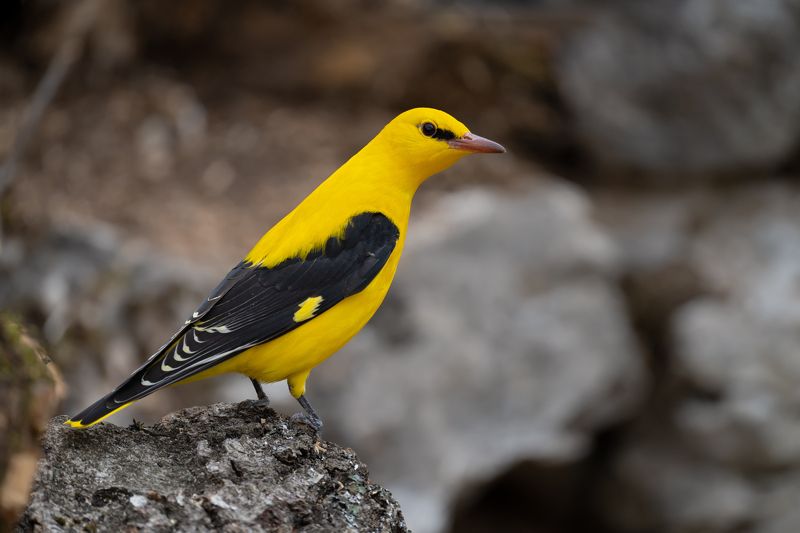 Oriolus oriolusphoto preview