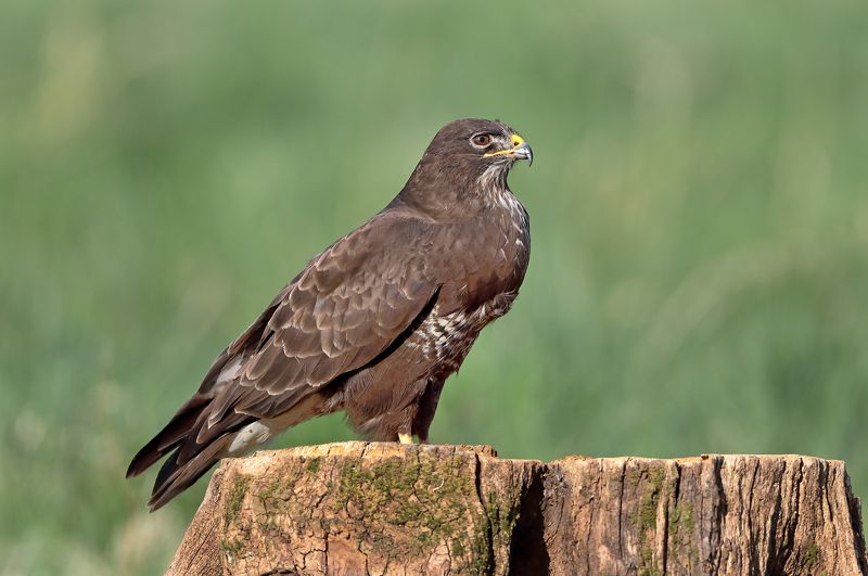 Канюк. фото превью