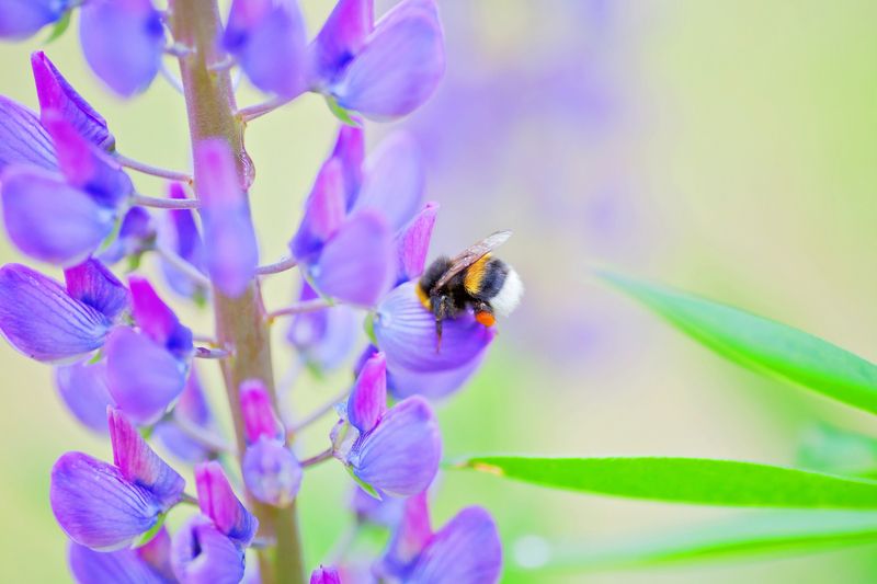 Люпины и шмельphoto preview