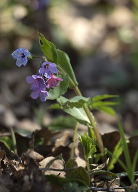 первоцветы photo preview