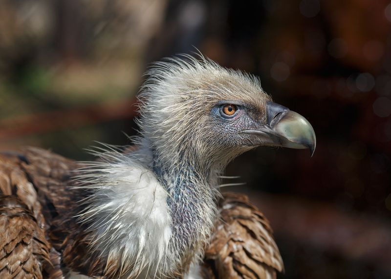 белоголовый сип Белоголовый сипphoto preview