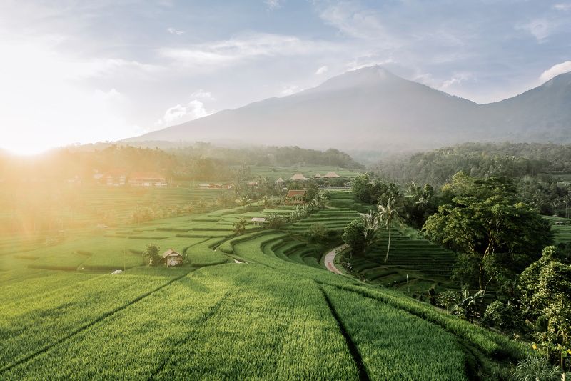бали, индонезия, bali, indonesia, рисовые террасы, rice terraces Рисовые террасы на Балиphoto preview