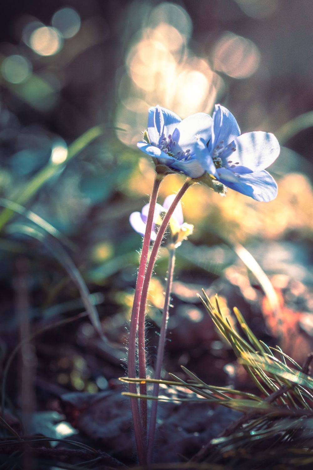 Весна. Автор: Парфентьев Антон цветы, весна, лес, солнце, боке, макро, Парфентьев Антон