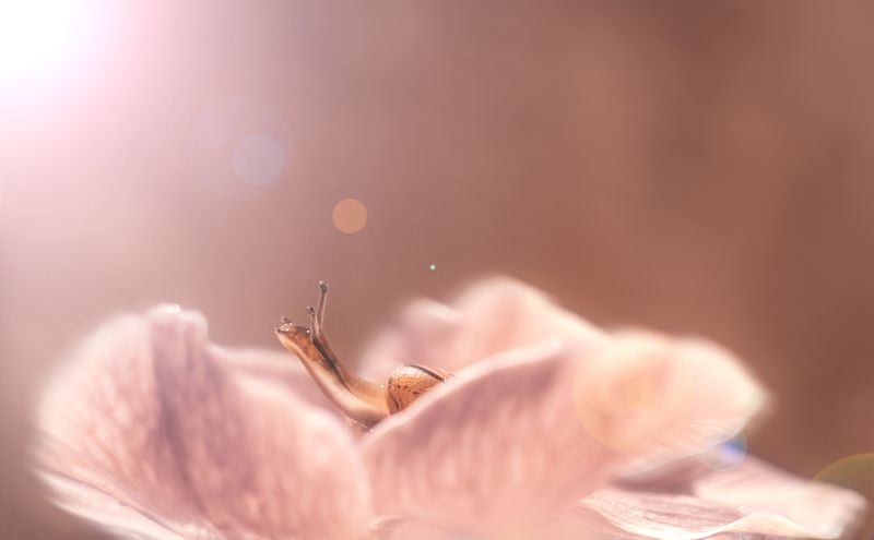 улитка, цветок,цветы, свет,луч,лучи,солнце,красота Курс на свет!photo preview