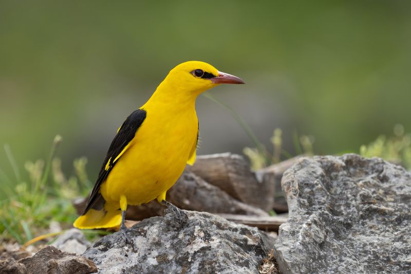 Oriolus oriolusphoto preview