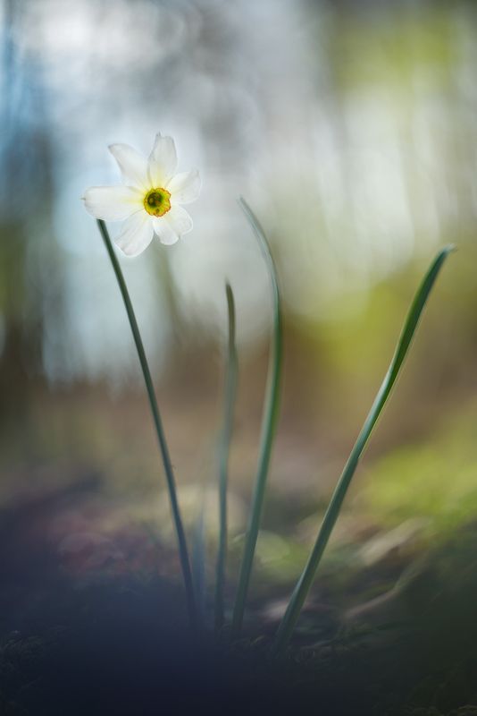 Narcissus poeticusphoto preview