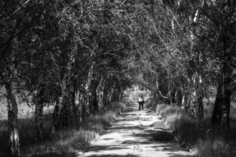 То плачут берёзы...photo preview