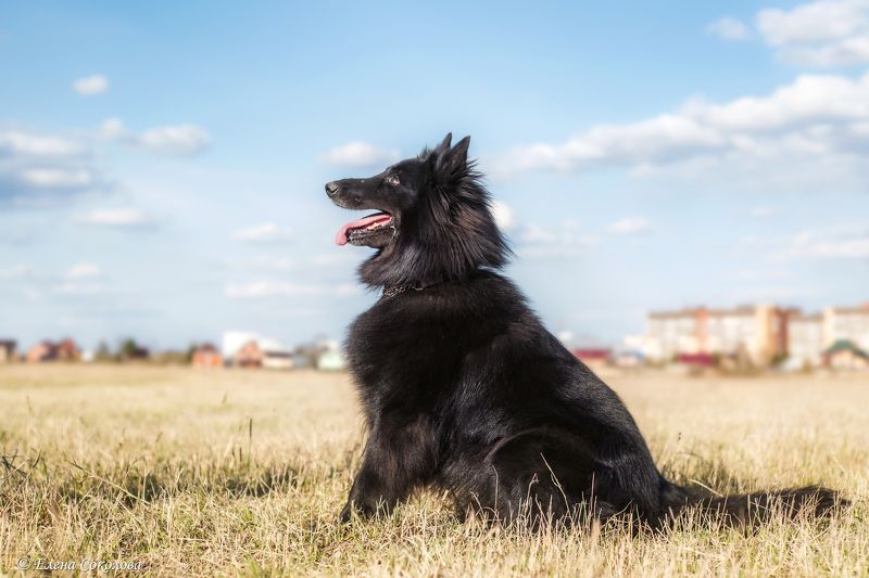 собака, грюнендаль, бельгийская овчарка, собака в поле, весна, животные Королева галактики Кьяраphoto preview