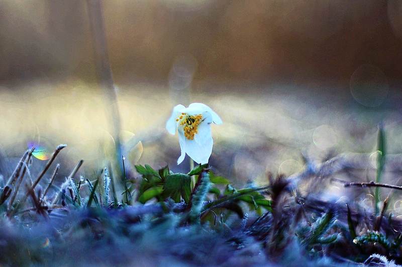 Flowers*photo preview